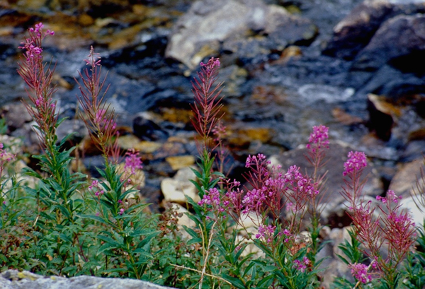 20000801   Yellowstone 197